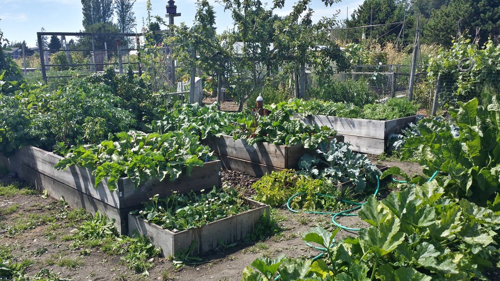 community garden