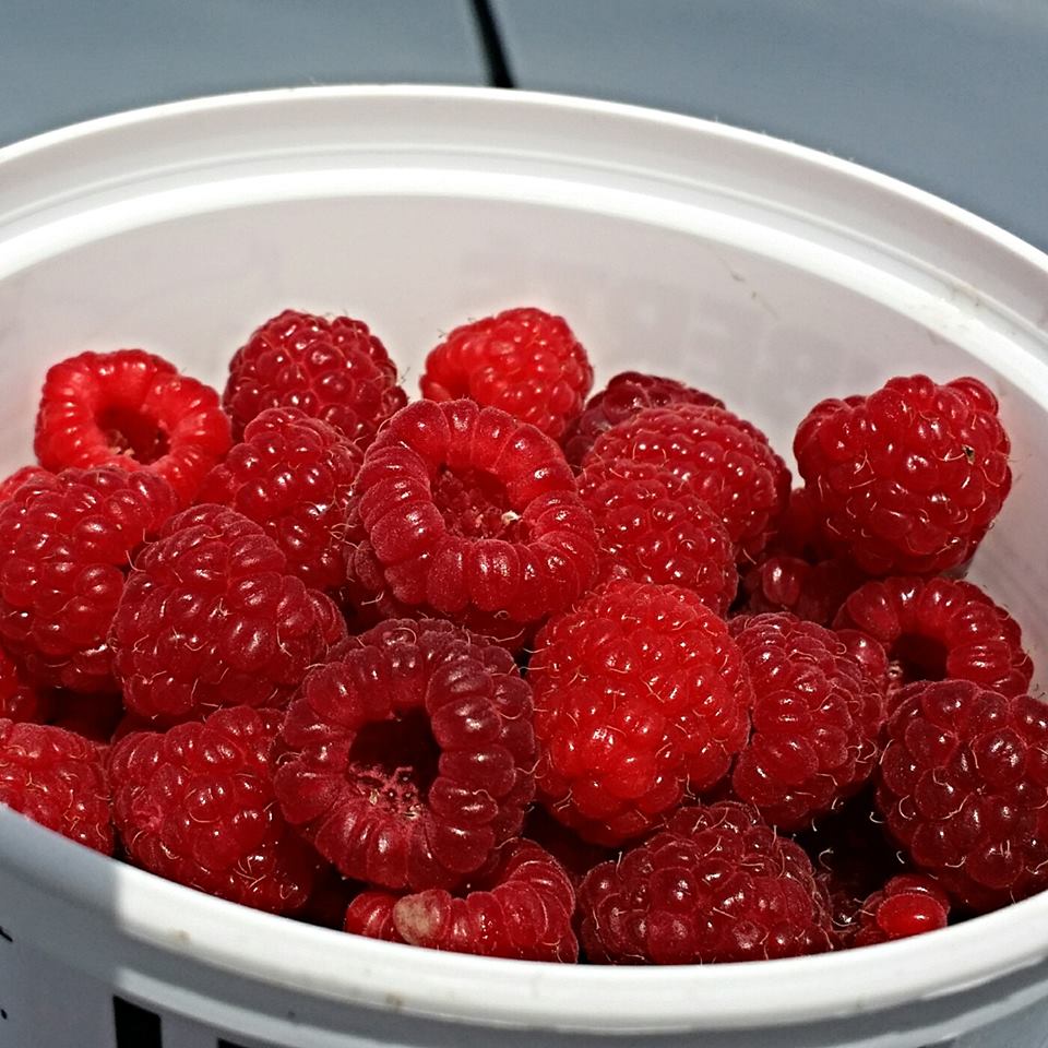 Download these raspberries