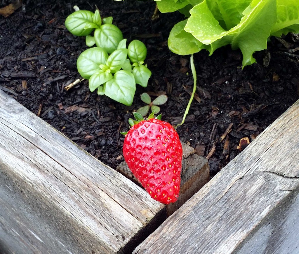 A few berries short of a sundae